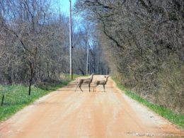 Auto Insurance & Wildlife