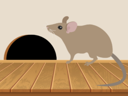 How to prevent rodent damage in your Bellevue, WA home