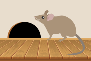 How to prevent rodent damage in your Bellevue, WA home